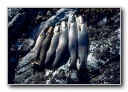 Schweden2000